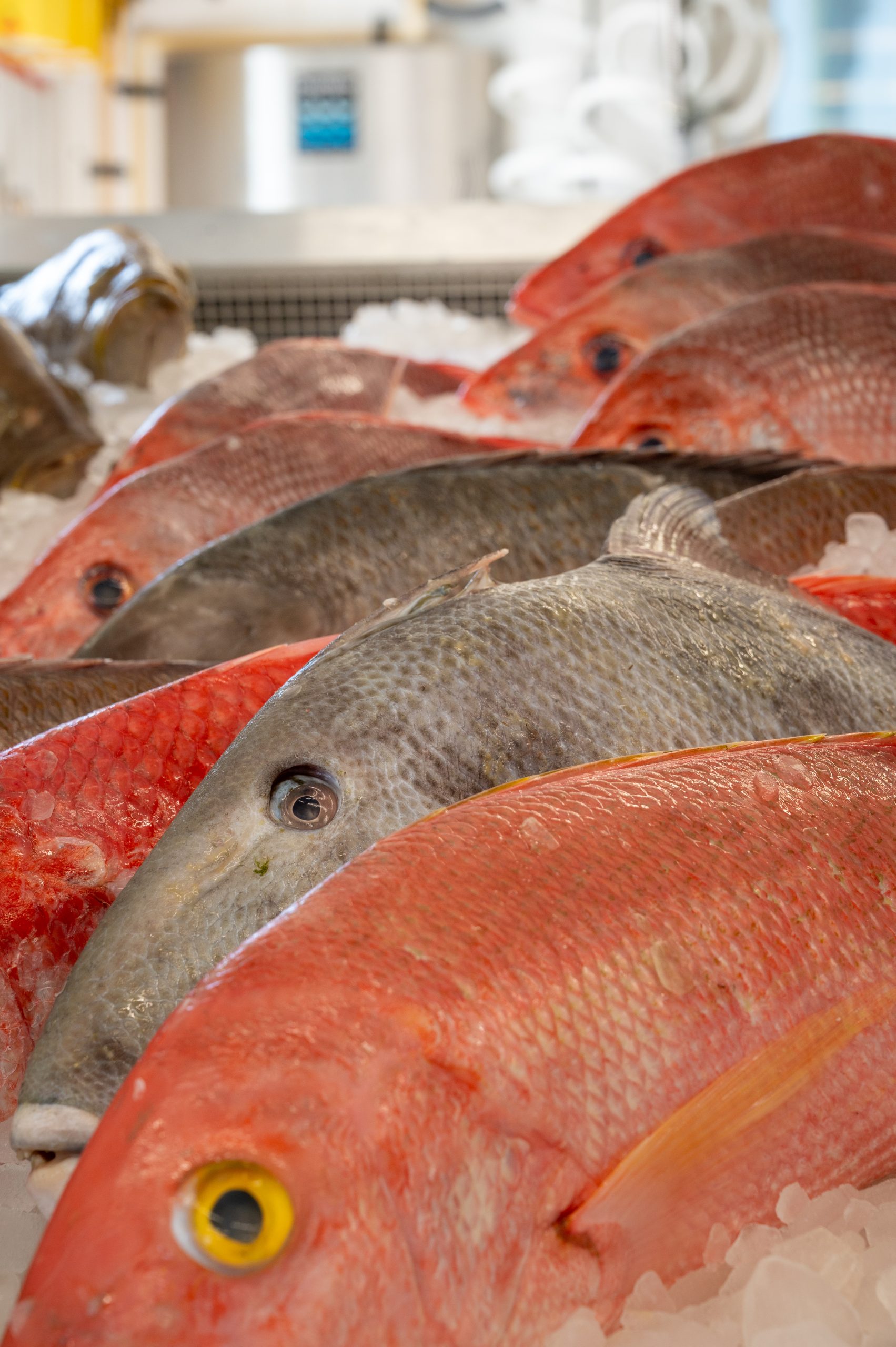 Don’s Dock Seafood Market – Fresh Seafood Market | Boat Fuel | Fishing Bait